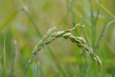 Close-up of wheat plant