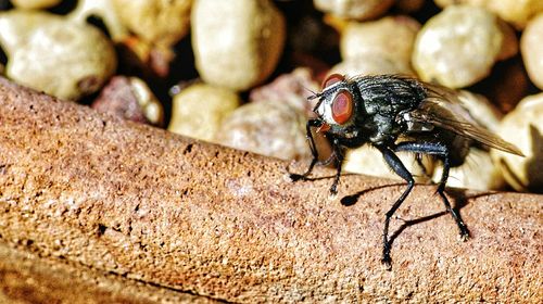 Close-up of insect