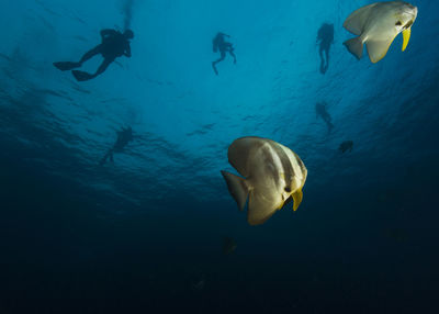 Fish swimming in sea