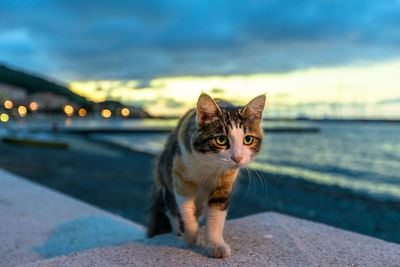 Portrait of a cat