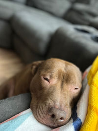 Close-up of dog relaxing on sofa at home