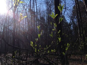 Plants and trees in forest