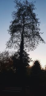 Low angle view of silhouette trees against sky during sunset