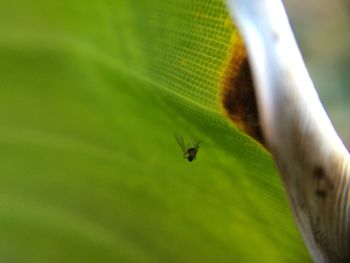 Close-up of insect on leaf