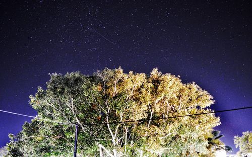 Low angle view of trees against clear sky at night