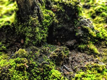 Close-up of moss growing on tree trunk