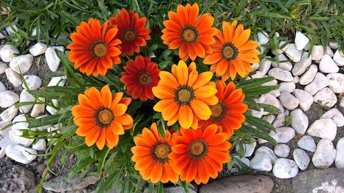 High angle view of orange flowers blooming outdoors