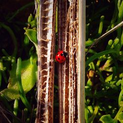 Close-up of ladybug on leaf