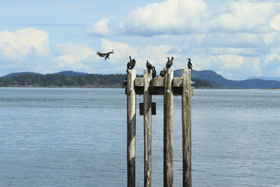 Birds perching on wooden post by sea against sky