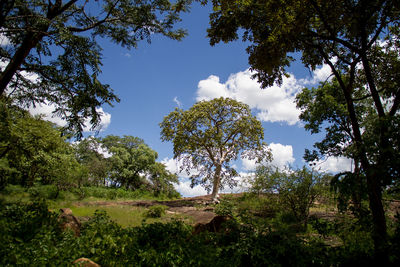 Trees in forest against sky