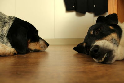 Dog lying on sofa