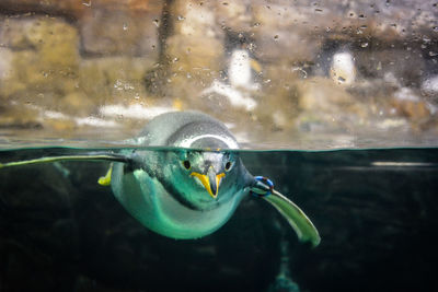 Close-up of penguin swimming in pond at zoo