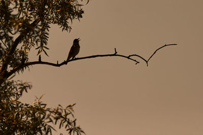 Low angle view of bird perching on a tree