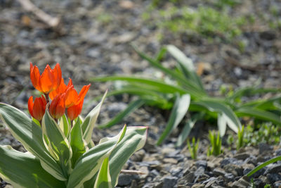 Close-up of orange flower blooming in field