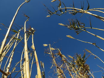 Low angle view of trees against clear sky