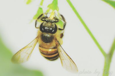 Close-up of grasshopper