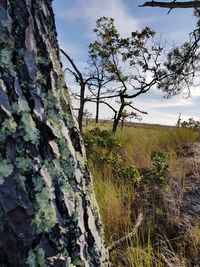 View of tree on landscape against sky