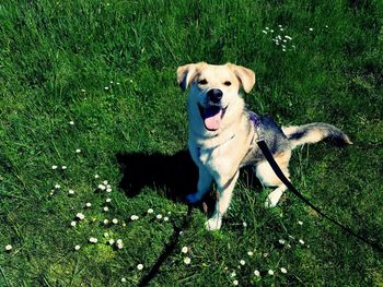 High angle portrait of dog sitting on grass