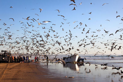 Flock of birds flying in the sky