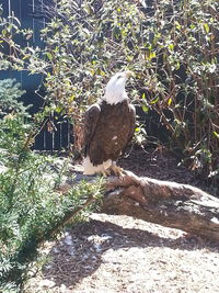 Bird perching on ground