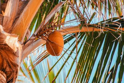 Low angle view of coconut on palm tree