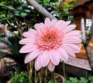 Close-up of pink flower