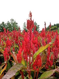 Close-up of red flowers against the sky