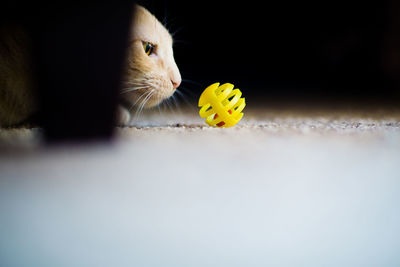 Surface level of cat looking at yellow toy