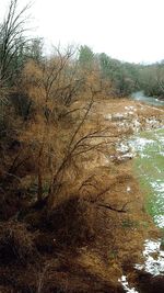 Reflection of trees in water