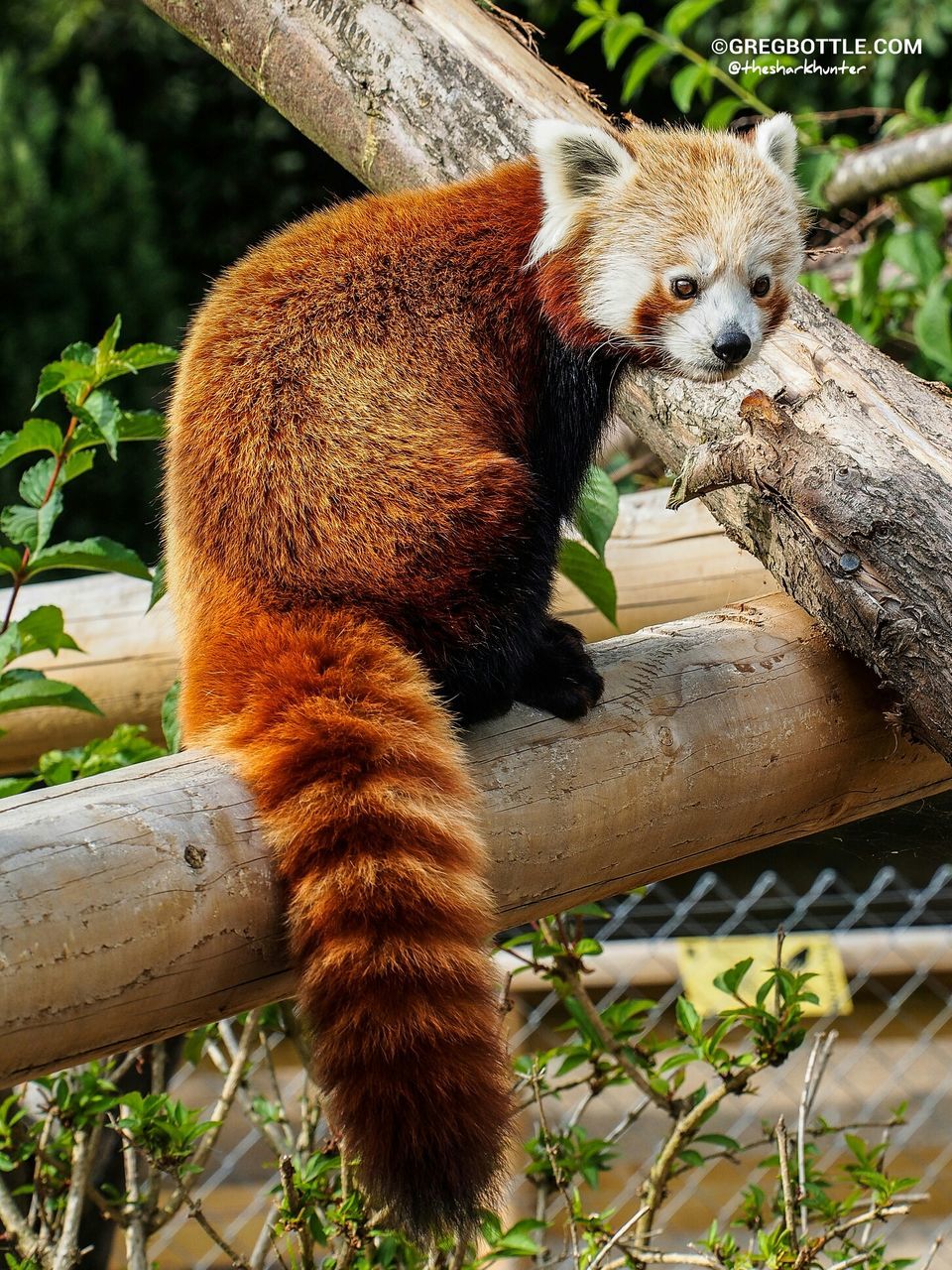 animal themes, one animal, mammal, domestic cat, feline, cat, whisker, plant, sitting, leaf, squirrel, domestic animals, wildlife, focus on foreground, outdoors, close-up, pets, looking away, day, relaxation