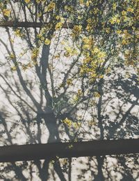 Low angle view of cherry blossom tree during autumn