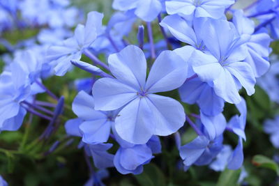 Close-up of purple flowering plants