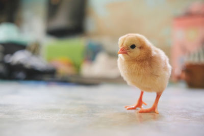 Close-up of a bird