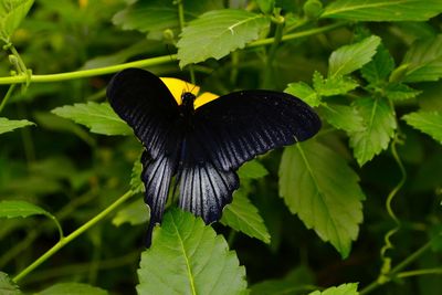 Close-up of butterfly on leaf