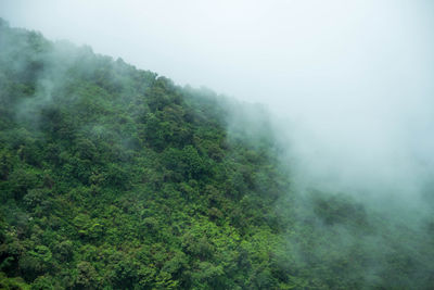 Scenic view of foggy forest