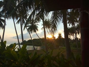 Scenic view of palm trees at beach during sunset