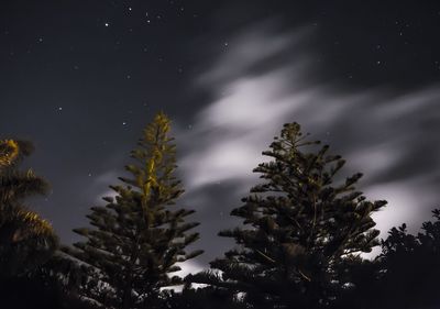 Low angle view of trees against sky at night