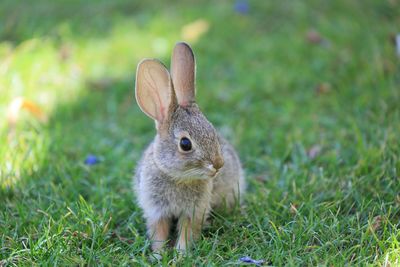 Close-up of bunny on grassy field