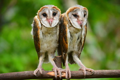 Close-up of barn owls perching on stick