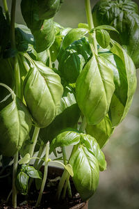 Close-up of green leaves