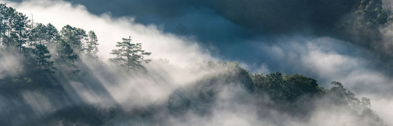 Panoramic view of trees in forest against sky