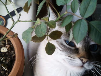 Close-up of cat on plants