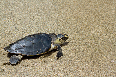 High angle view of baby hawksbill sea turtle on sand