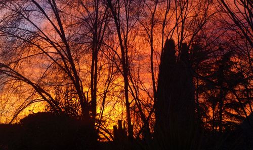 Silhouette of bare tree at sunset