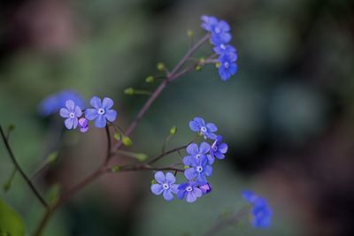 Close-up of purple flowering plant