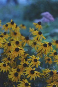 Close-up of yellow flowering plants on field