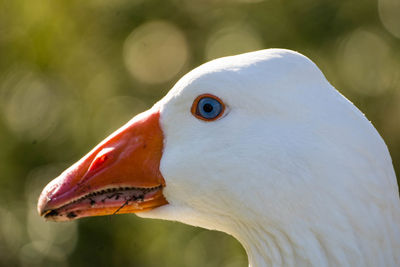 Close-up of a bird