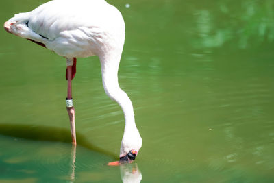 White duck in a lake