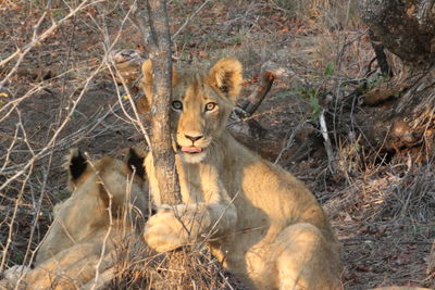 Close-up portrait of a eating