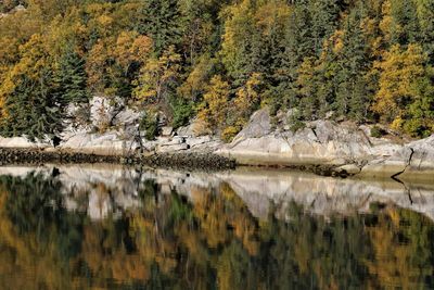 Scenic view of lake in forest